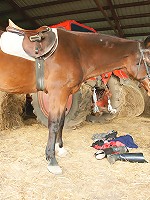 Mature slut playing with herself in a barn